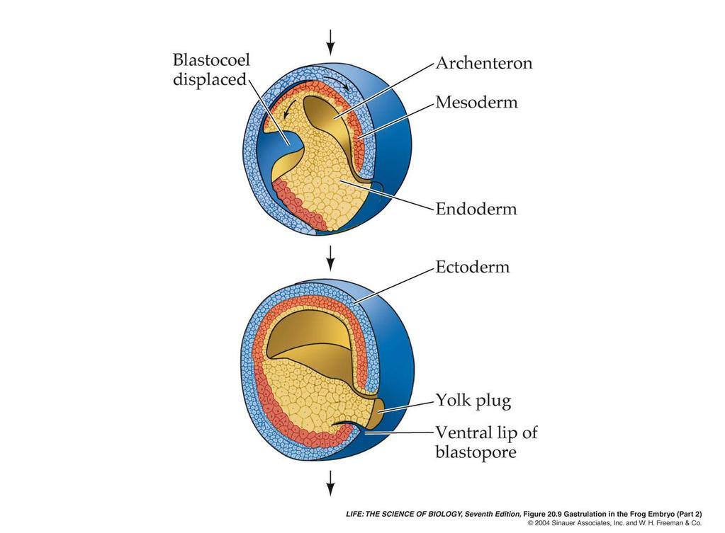 4 Ectoderm epidermis nervous system Mesoderm muscle blood kidney heart Purves 20.