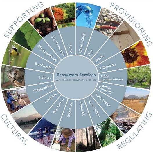 Natural capital and ecosystem services Natural Capital can be defined as the world s stock of natural assets which include geology, soil, air, water and all living things.