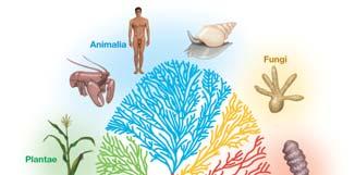 CH 12 Marine Life and the Marine Environment There are more than 250,000 identified marine