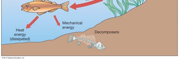 organisms Heterotrophic Decomposers break down dead organisms or waste Energy Flow