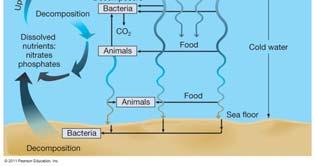 Take in seawater and filter out usable organic matter Deposit feeding Take in