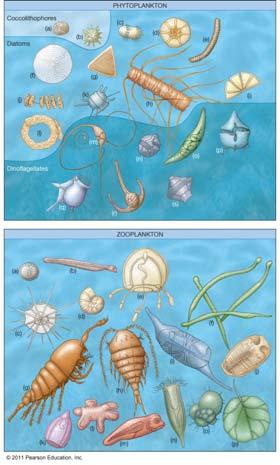 Types of Plankton Most biomass on Earth consists of plankton.