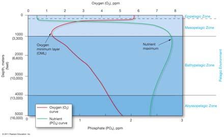 Dissolved Oxygen with Depth Dissolved oxygen minimum layer (OML) about 700 1000 meters Nutrient maximum at about same depths O 2 content increases with depth below Ocean Zones Based on Light