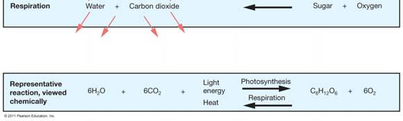 Photosynthesis uses solar radiation.