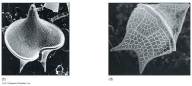 Coccolithophores plates of calcium carbonate