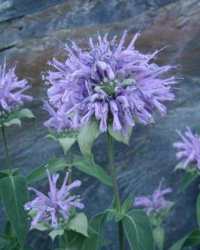 Methods Floral Resources Bee balm is focal plant Four blocks per site 4 plants Total exclusion No net Bumblebees excluded