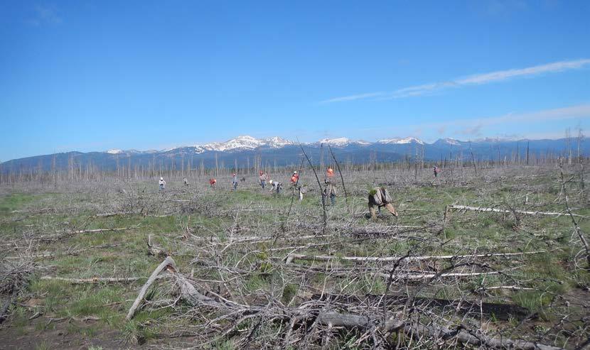 Custer Gallatin National Forest ASHLAND RANGER DISTRICT, MONTANA April May 2018 planting timeline 100,000 trees to help restore areas