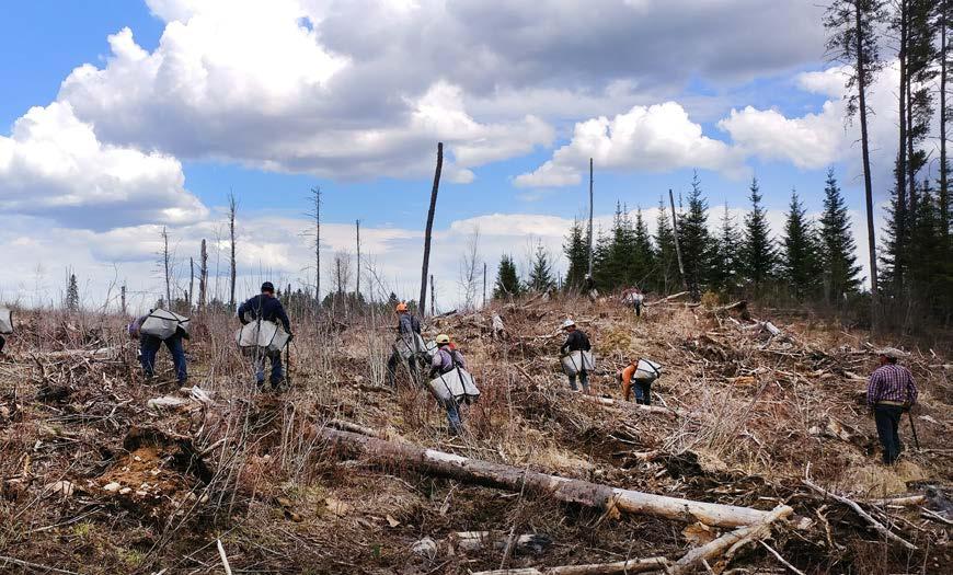 Atlanta Forest Management Unit NEAR MACKINAW CITY AND CHEBOYGAN, MICHIGAN Spring 2018 planting timeline 140,000 trees to help restore the