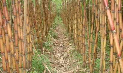 Head, Pathology Division Bangladesh Sugarcrop