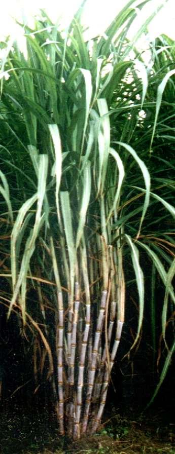 Sugarcane Scientific name: Saccharum officinarum Family: Gramineae It s a giant