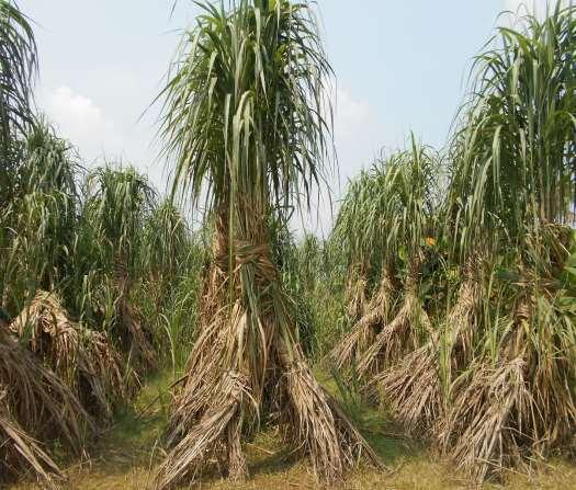 a) Industrial cane: In Bangladesh, total area is about 0.1 million ha.
