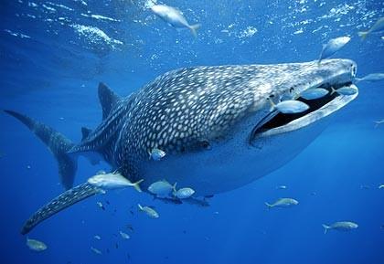 Whale Shark - The World s Largest Living Fish Ahmed Anwar Environment Department Interesting Facts The Whale Shark is known to be the world s largest fish in the Oceans which could grow up to 20m.