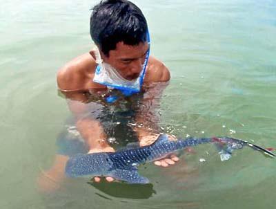 Whale Shark Conservation The town of Donsol in the waters off Pilar in the eastern Philippines was the site of a recent remarkable discovery when a local whale shark interaction officer representing
