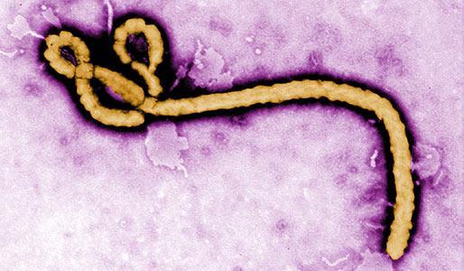 About Ebola Virus First discovered in 1976 Causes viral hemorrhagic fever with high fatality rate