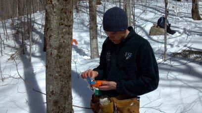 Methods Nutrient Effect on Sap Sweetness 298 sugar maple trees from multiple stands in the White Mountains of New Hampshire with separate calcium, nitrogen, phosphorus, nitrogen and phosphorus, and