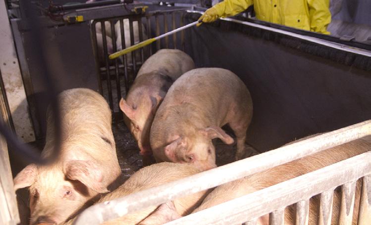 When this method is used, pigs walk into steel baskets (called gondolas ) in small groups and are lowered into chambers where CO 2 gas functions like a permanent anesthesia.