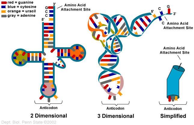 What happens during translation? mrna attaches to a ribosome. A trna molecule transfers or brings over an a.a. forming an amino acid chain; With each additional a.