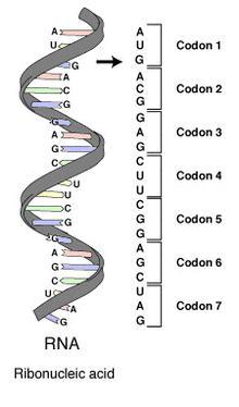 a codon is a base sequence on the mrna strand. This codes for a specific a.a. An anticodon is 3 bases found on trna that match the codon.