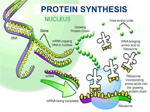 Protein synthesis animation: https://www.google.com/#q=protein+ synthesis+amoeba+sisters https://www.google.com/search?