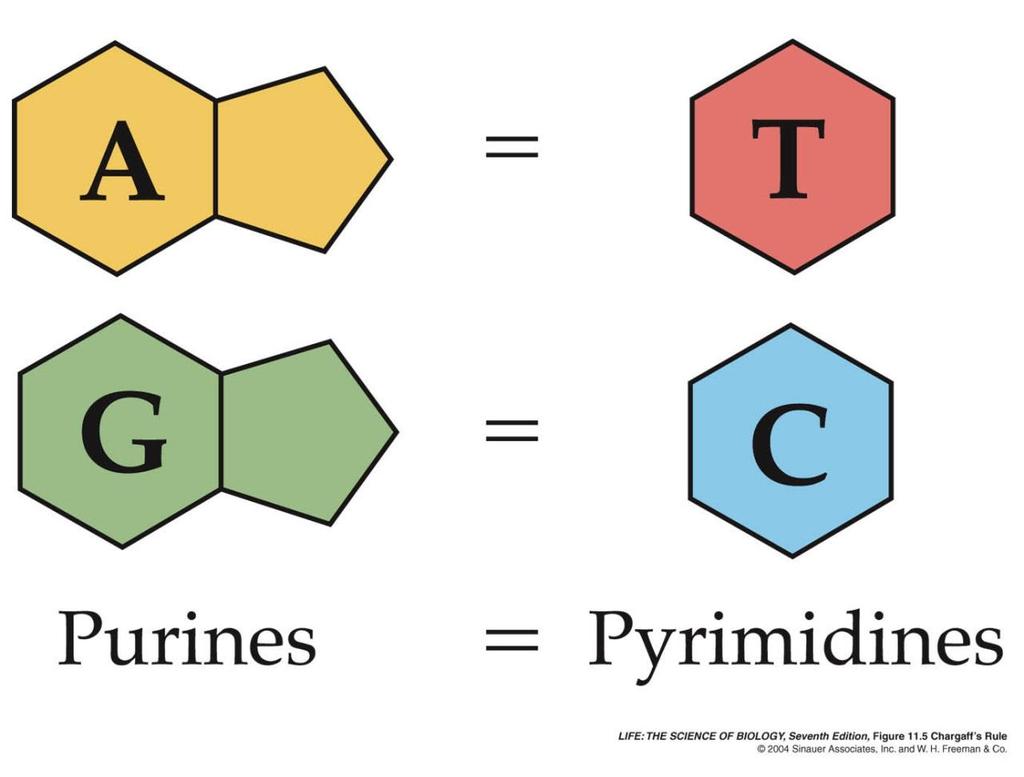 There are 4 nitrogenous bases in DNA: Adenine (A), Guanine (G), Thymine (T), and Cytosine (C).