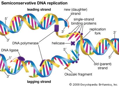 DNA Replication: This is DNA copying itself. This occurs during S phase (synthesis) of Interphase. What happens?