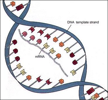 Types of RNA mrna (messenger RNA) Carries