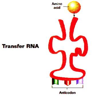 Types of RNA cont.