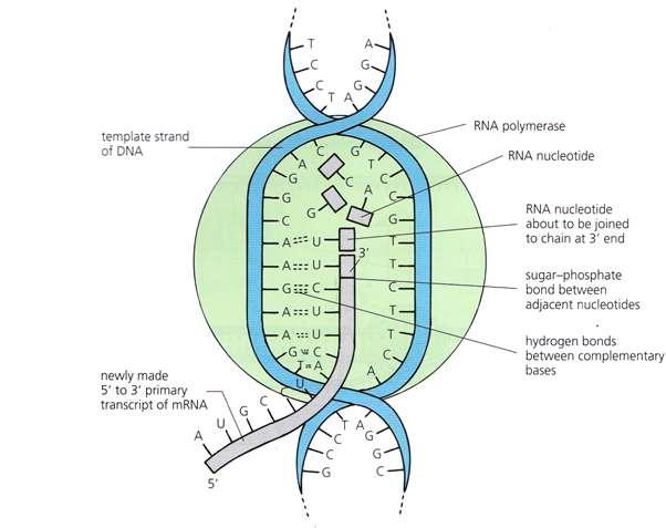 1. Transcription (takes place in the nucleus) DNA is unzipped and unwound by RNA polymerase.