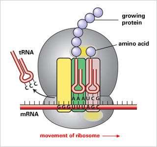 Translation As the mrna moves through the ribosome an mrna codon is read. A trna, with an anticodon complementary to the mrna codon, brings the specific amino acid.