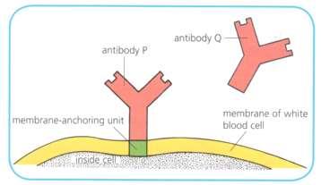 bloodstream An antibody may have an extra exon coding for a structure which