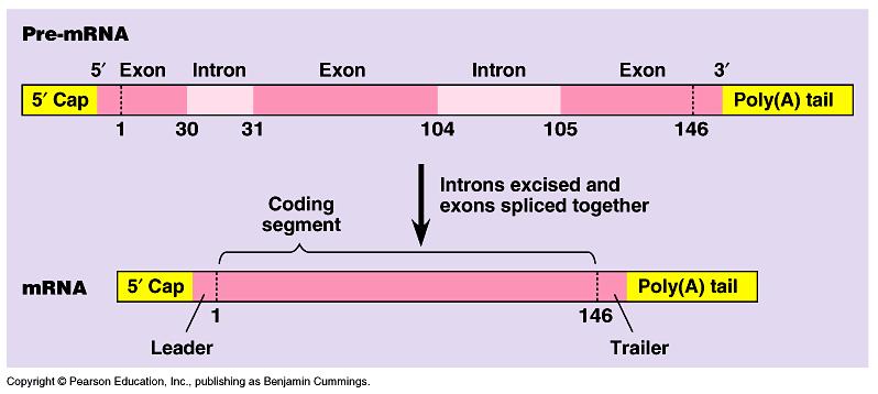 Introns