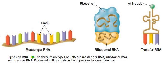 Types of RNA Three (3) main types 1. Messenger RNA (mrna) transfers DNA code to ribosomes for translation. 2.