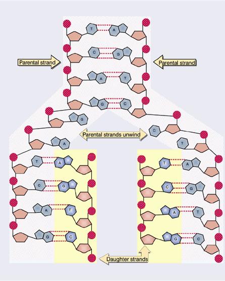 DNA replication Base pairing