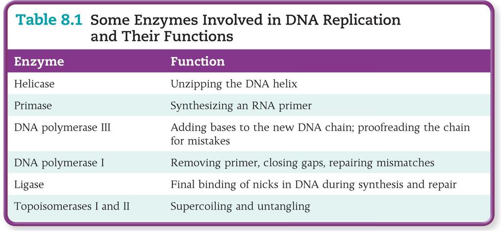 Elongation and Termination of the Daughter Molecules Speed can be 750 bases per second DNA pol I removes RNA primers and replaces them with DNA.