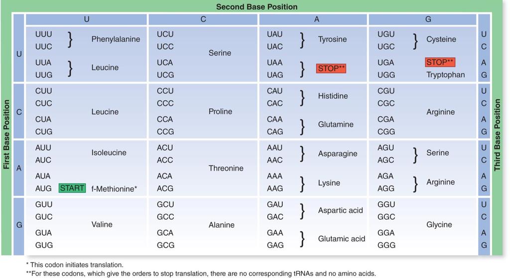 Genetic code: universal and degenerate/redundant Codons: groups of three