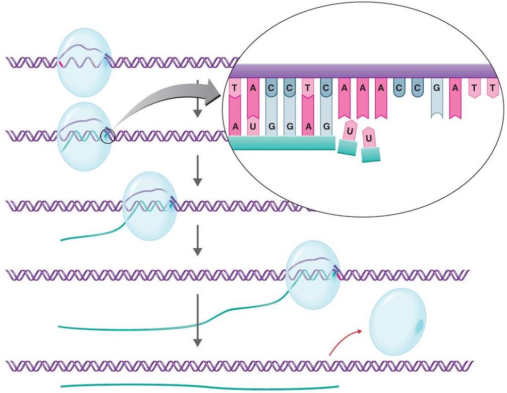 More Details on Transcription RNA polymerase binds to promotor sequence