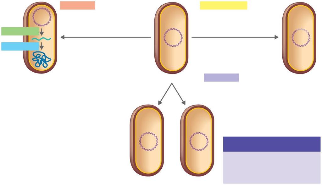 Flow of Genetic Information Horizontal Gene Transfer: Any DNA transfer that