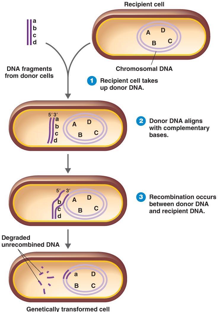 Transformation - Capturing DNA from Solution - DNA released by lysed cell breaks into fragments accepted by recipient cell