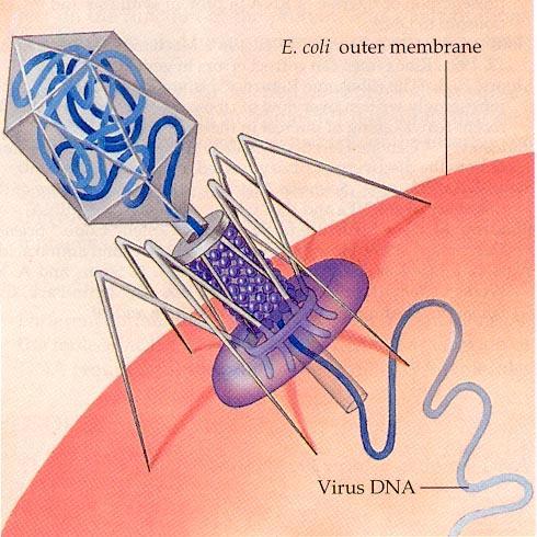 Transduction DNA Transfer from donor to