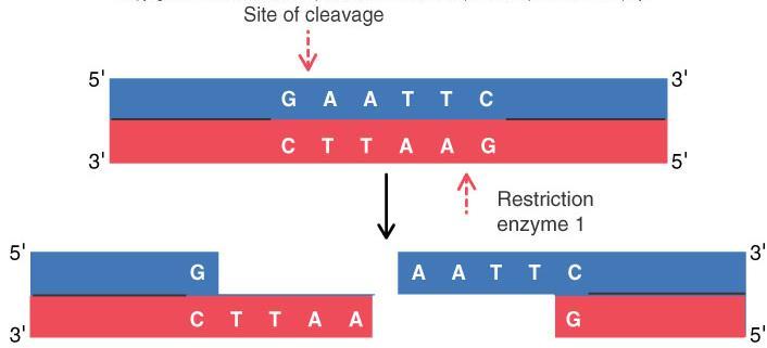 Restriction Endonuclease, aka Restriction Enzymes Staggered symmetrical cuts leave short tails called sticky ends Site of cleavage EcoRI Adhesive