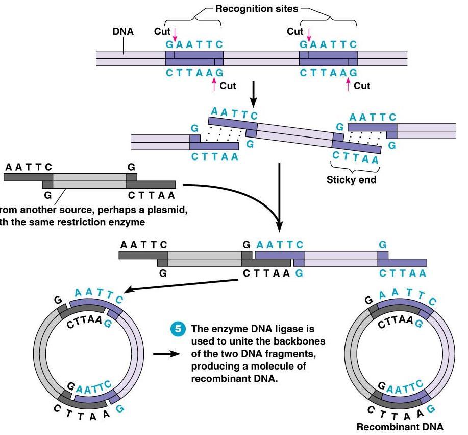 Role of Restriction Enzymes in Making
