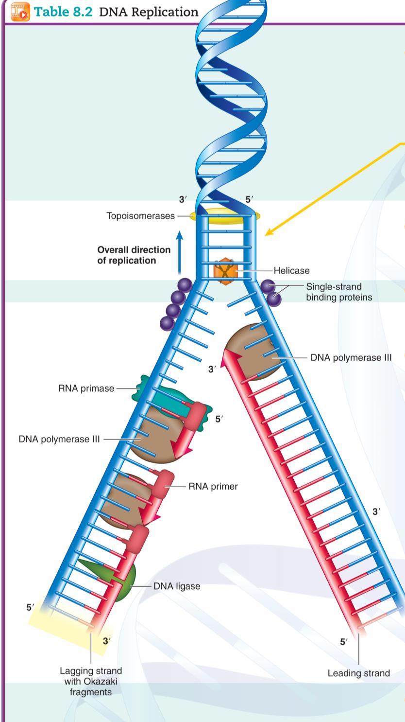 DNA Replication Collaboration of ~ 30 enzymes.