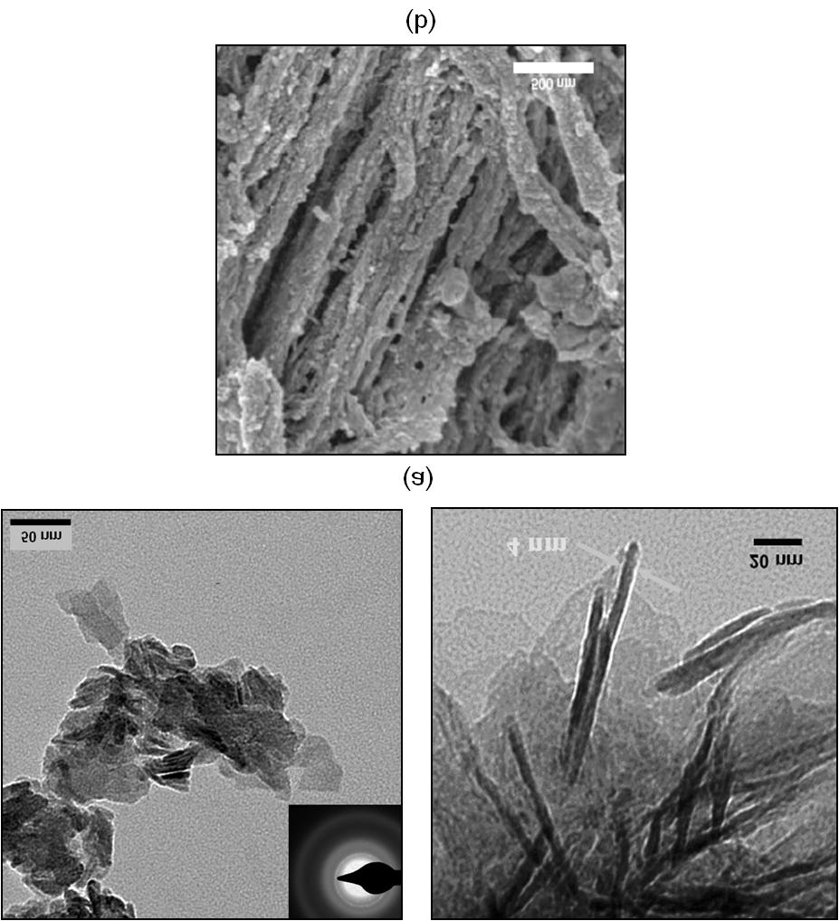 Recent advances on the measurement and calculation... 217 Figure 2.3: (a) TEM micrographs of the mineral phase (hydroxyapatite) in cortical bovine femur bone.