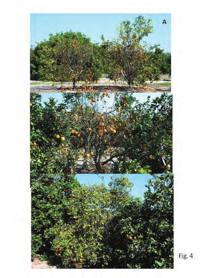 Table 1. Effect of various herbicides on percentage tree death after inside canopy sprays with a upward spraying U-shaped boom (Fig.1). Evaluations were 1 and 2 months after application.