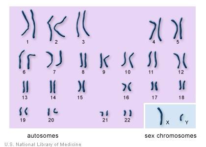 Chromosomes = packages of DNA Cells have 2 versions of each