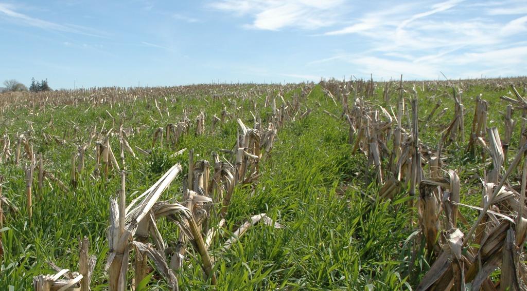 cover crops that provide cover over winter months to hold your soil in place