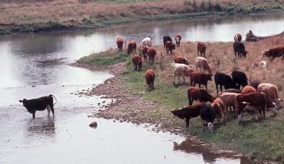 Fencing to protect shorelines/stream banks Livestock grazing is an effective way for livestock to feed on natural grasses However, livestock can have a negative effect on not only the erosion of