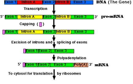 Summary of RNA processing In eukaryotes, RNA polymerase produces a primary transcript, an exact RNA copy of the gene. A cap is put on the 5 end.