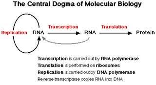 Central Dogma of Molecular The flow of information in the cell starts at DNA, which replicates to form more DNA. Information is then transcribed into RNA, and then it is translated into protein.