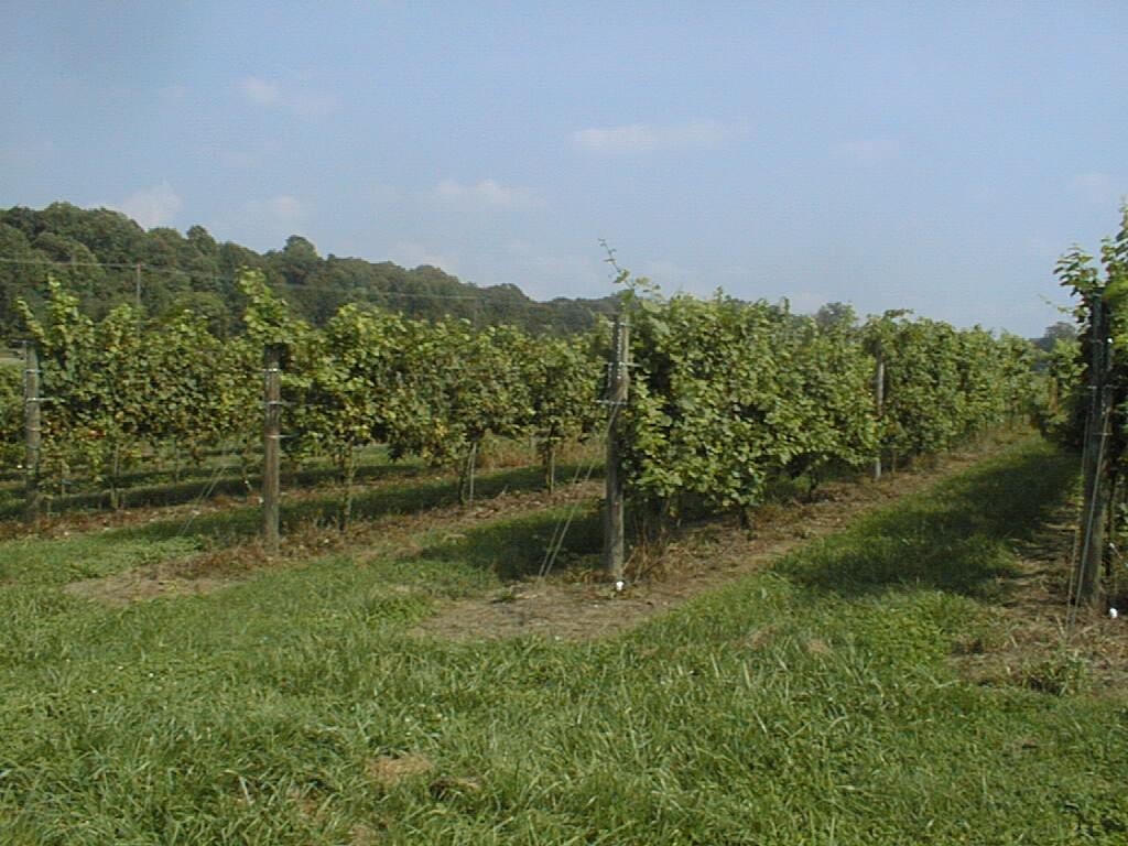 Vineyards Supplies & Equipment CMREC, Upper